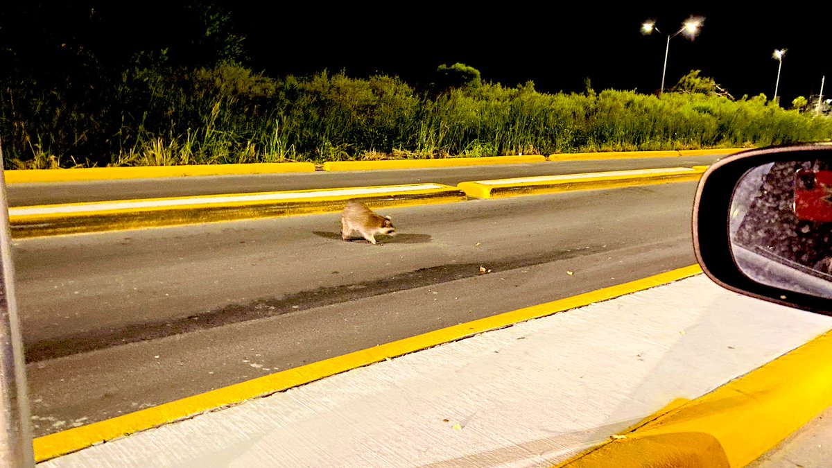 jaysonstreet's tweet photo. Welp no comet sightings but we did get to feed the raccoons! I think @Ell_o_Punk enjoyed that more than standing around in the dark getting bit!.... by mosquitoes. 😜 #IsolatedHackerAdventures https://t.co/KLX5kMlrdm