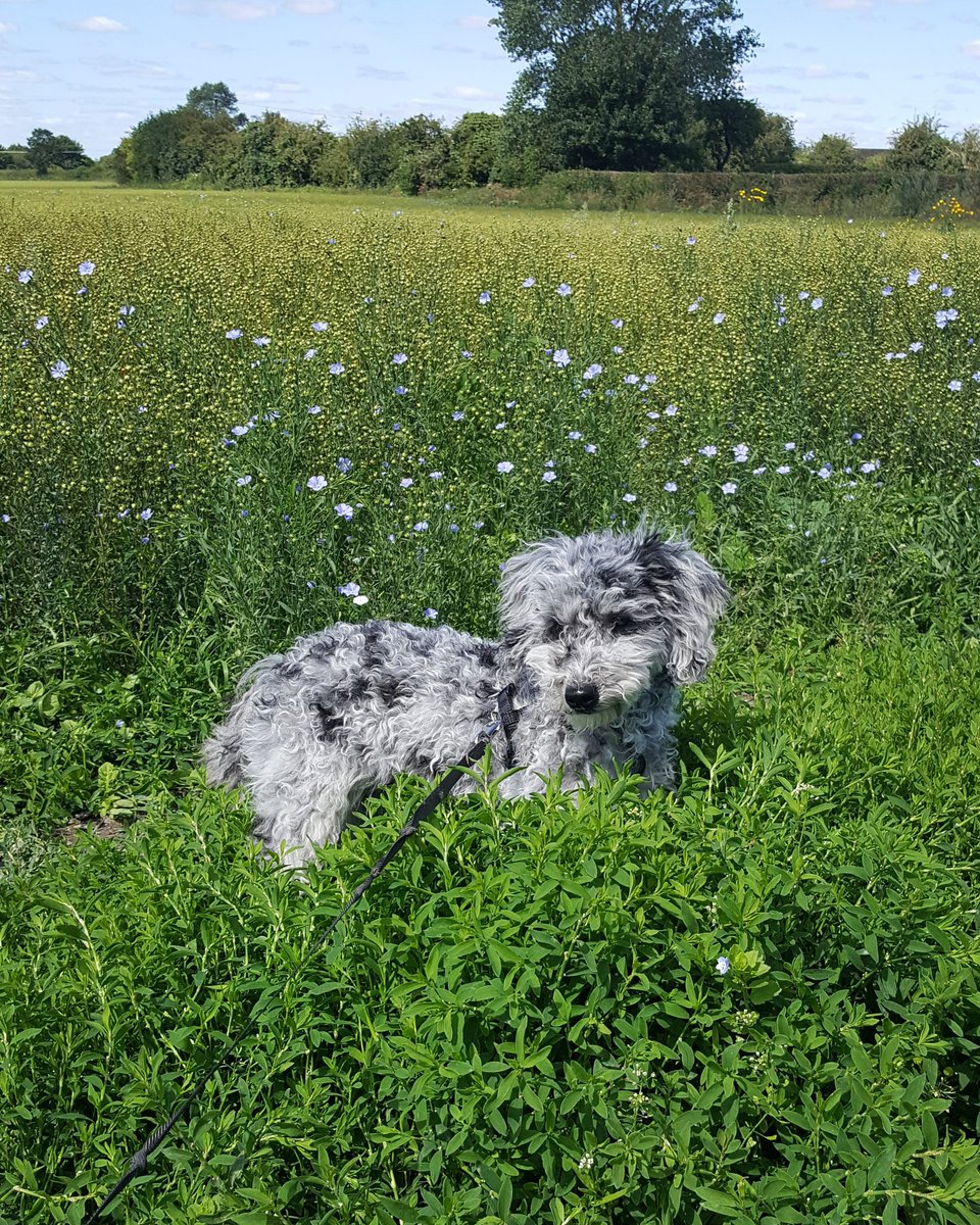 PawPanions's tweet photo. Cute as a button 🐶🐾🖤 #dogwalker #petservices #MondayMotivation #minipoodle https://t.co/7ifqTB74dO