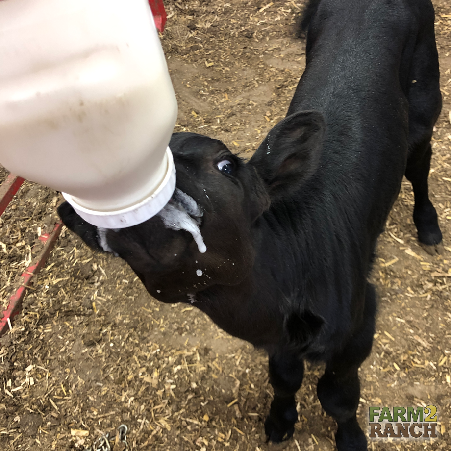 farm2_ranch's tweet photo. Starving? Visit the Farm2Ranch Pinterest page for some amazing recipes!

https://t.co/wUL9tbCeZL

#farm2ranch #usedag #agriculture #letsgrowtogether https://t.co/bee8Z38X6b