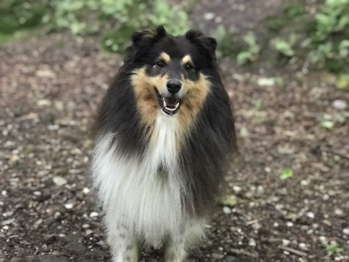 speedy_stu's tweet photo. @parkrunUK Meet @grohlthesheltie Easily the loudest bark runner @Halifaxparkrun Almost 💯 runs Almost always a good boy but can get a bit giddy... https://t.co/uT44kuAExy