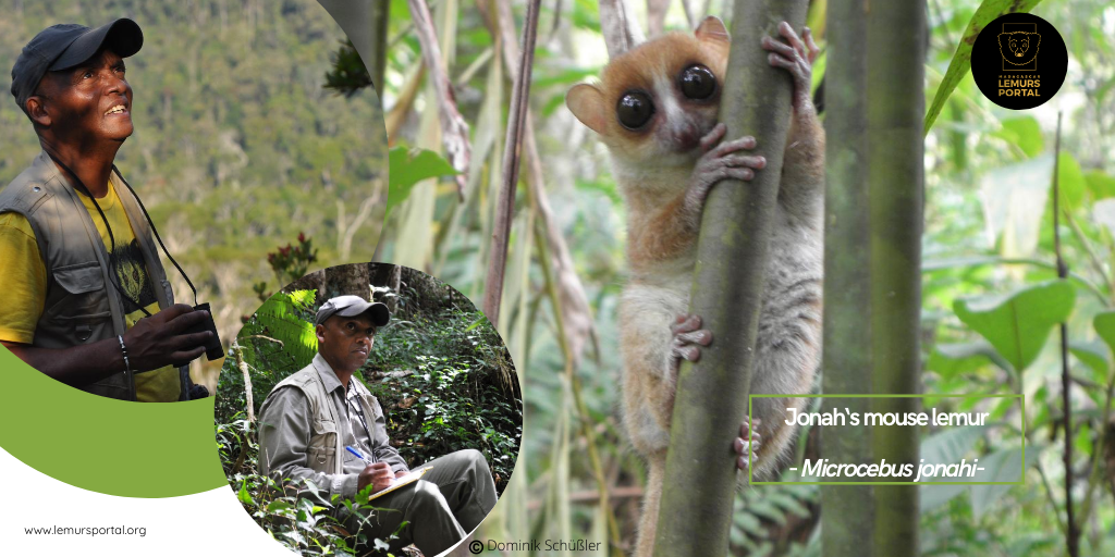 LemursPortal's tweet photo. Good news in this time of crisis! 💚A new species of lemur has been discovered the #𝘔𝘪𝘤𝘳𝘰𝘤𝘦𝘣𝘶𝘴j𝘰nahi is the new member of the Mouse lemur family 
👉to know more about this lemur, check out the website by following the link https://t.co/5ijle7mbMC https://t.co/fDCyqWONIF