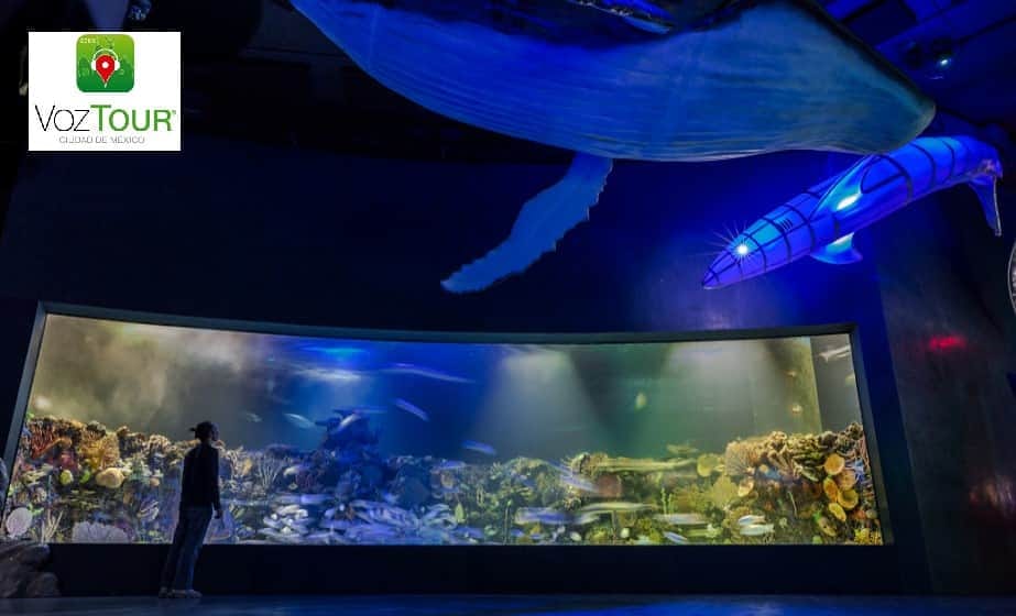 VozTourCDMX's tweet photo. El #AcuarioInbursa es el único #acuario subterráneo de toda #Latinoamérica y también es uno de los más grandes de #México.
...
#VozTourCDMX #VozTour #VisitMexico #ViveMexico #TurismoCDMX #Turismo #COVID19 #ConoceCDMX #yomequedoencasa #cuarentena #quarantine https://t.co/onQACAIVXg