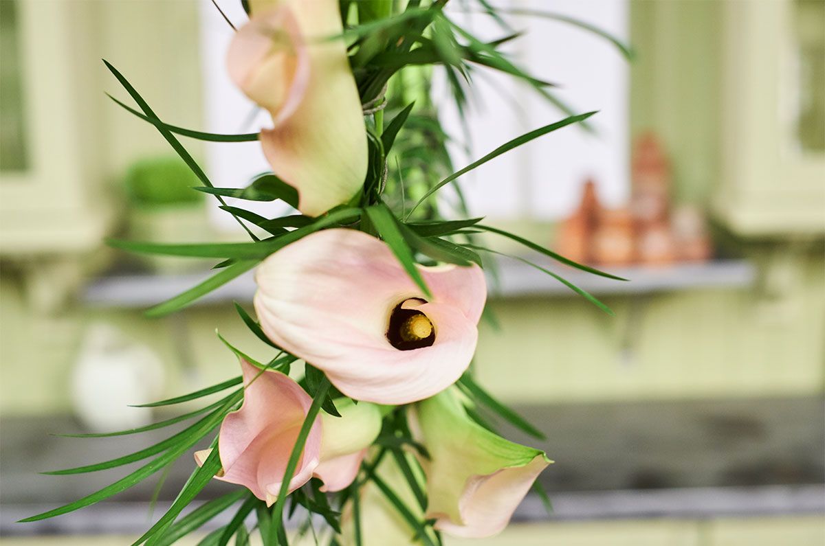 Bradley Craig Beck (@bradley_beck) on Twitter photo Floral mechanics don’t have to be difficult. This simple Calla Lily Hoop project by our Flower Expert Friend, <a href="/JSchwanke/">jurgen schwanke</a> includes Design Master Blush COLORTOOL® sprayed on the coat hanger and the calla lilies. bit.ly/2D6A96O #uBloom #pink #dmcolor Floral mechanics don’t have to be difficult. This simple Calla Lily Hoop project by our Flower Expert Friend, <a href="/JSchwanke/">jurgen schwanke</a> includes Design Master Blush COLORTOOL® sprayed on the coat hanger and the calla lilies. bit.ly/2D6A96O #uBloom #pink #dmcolor