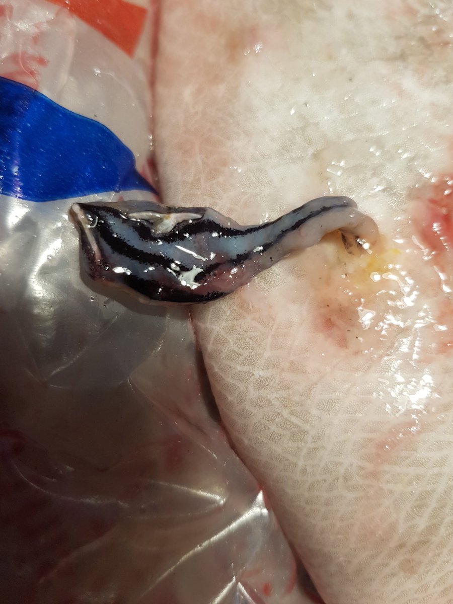 MBAEcology's tweet photo. A quite unusual case, we'll be very impressed with all those able to provide a correct ID. What's this stripy fella? Found on a Grey #Trigger fish (#Balistes #capriscus) cheek in Plymouth, UK. https://t.co/AcFuTvOL0C