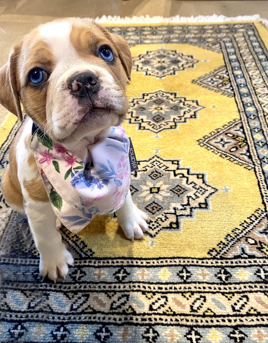 CritellisSTC's tweet photo. Meet dolly 😍 she loves our rugs! https://t.co/CFqYD54GR8