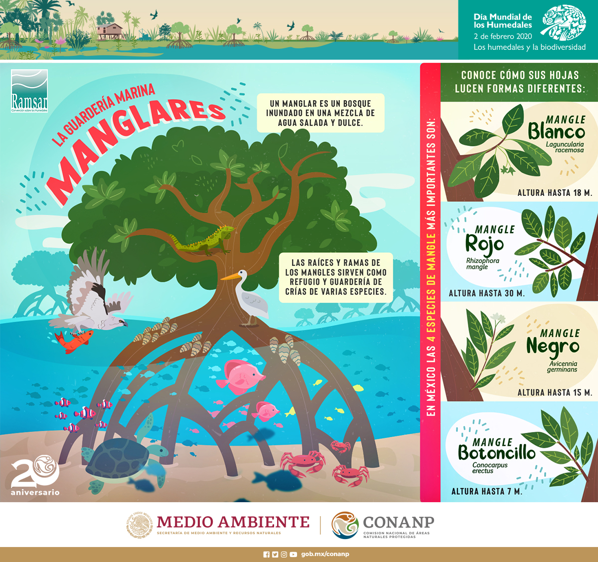 CONANP_mx's tweet photo. Los #Manglares son los humedales más reconocidos en México, sabías que algunas civilizaciones antiguas se ubicaban en medio del manglar, porque al mezclar barro con conchas de ostión, hacían barreras que los protegían de las inundaciones. #SitiosRamsar #ConservarParaVivir 🌿🌊🐚 https://t.co/QhC8CxhLWH
