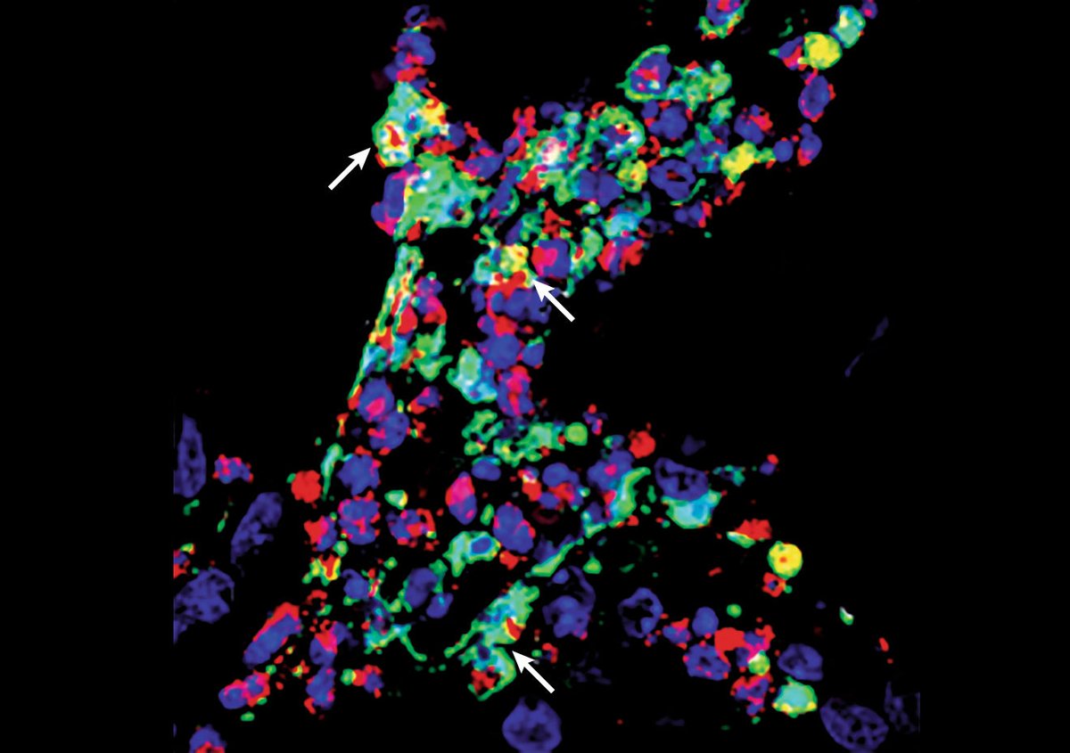Science Ukraine tweet media