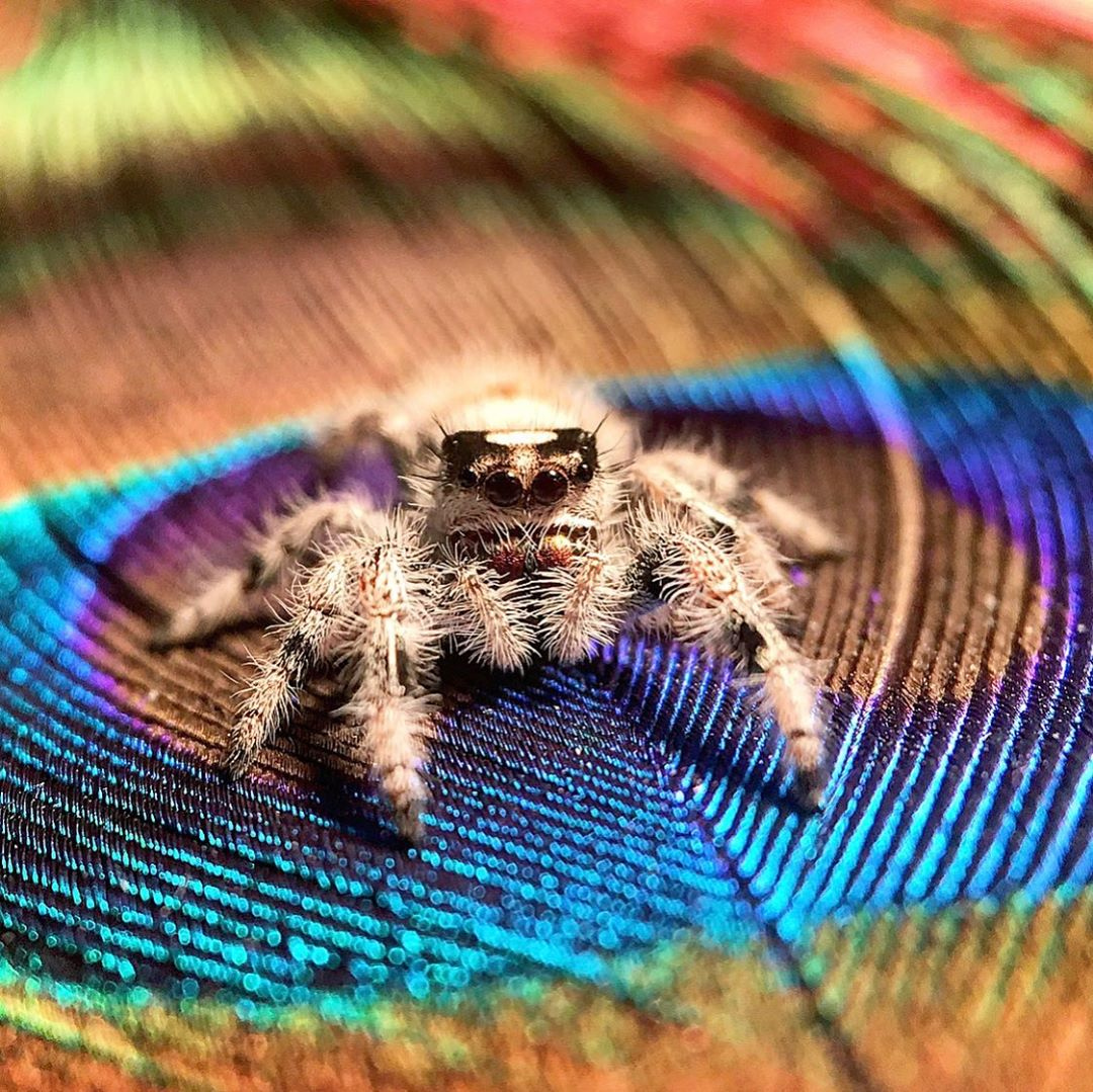 wearepixter's tweet image. Probablement l'araignée la plus mignonne photographiée avec un #PixterMacroPro ! 🕷

📷 Bravo à @whatilovel !

💫 N'oubliez pas #pixter et #shotwithpixter sous vos photos pour être reposté-es ! 

pixter.co/products/macro…