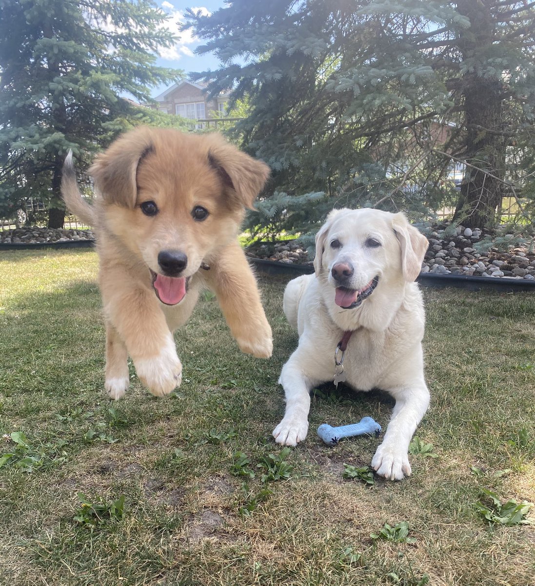 This is Chase and his new little sister, Skittles. He was skeptical at first but then she started flying and that’s a nice change of pace for him. Both 13/10