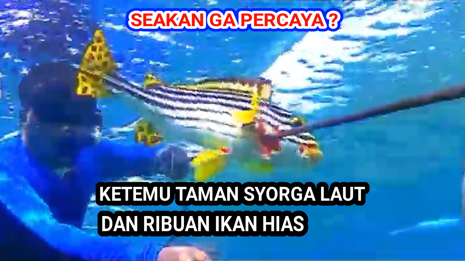 440 Ikan Hias Air Laut Video Terbaru
