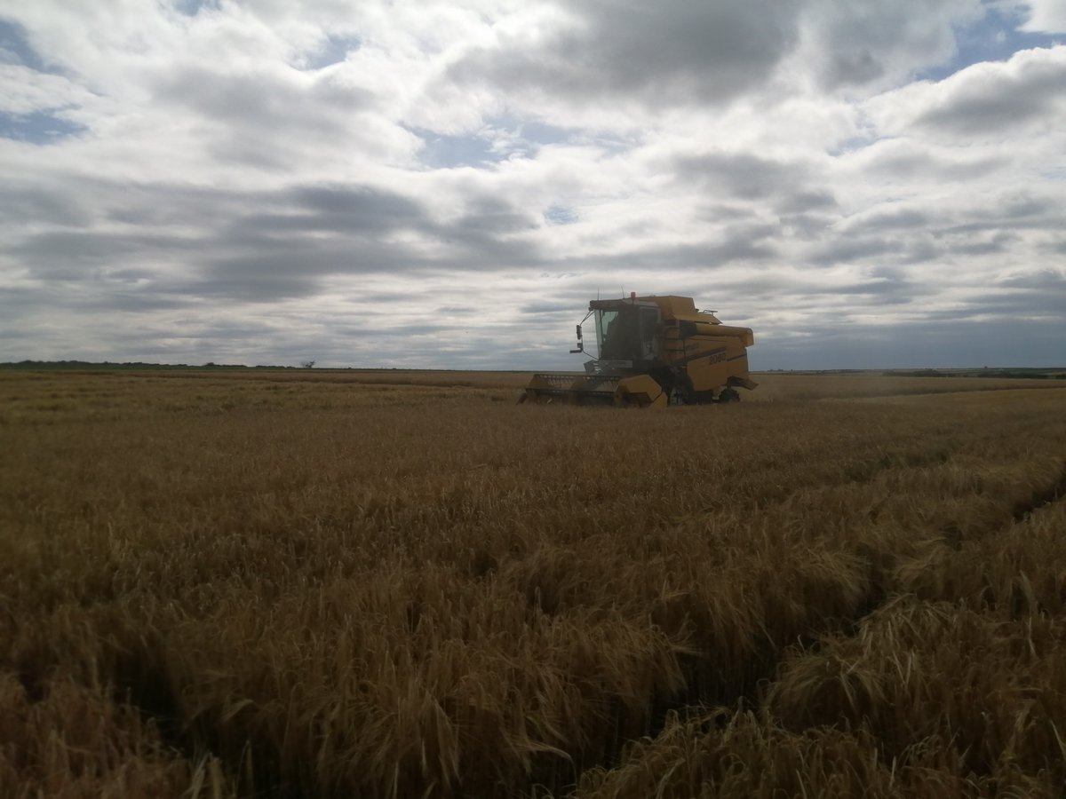 LGSeedsUK's tweet photo. LG’s barley breeding team make a start on winter barley harvesting 👍🚜🌾

#TrialsUpdate #barley #Harvest20 https://t.co/vGvlZLvgBm