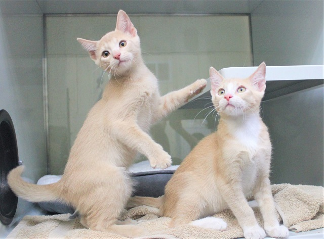 berkeleyhumane's tweet photo. It's MANTA RAY AND OCTOPUS!π
What do an octopus and a manta ray have in common? Why, they are the most adorable group of sea-kittens around. Sounds a little fishy? π Come make an appointment to meet them yourself! https://t.co/xngKK75IWe #adoptablecats #bufftabby https://t.co/Dxxmz2Uunk