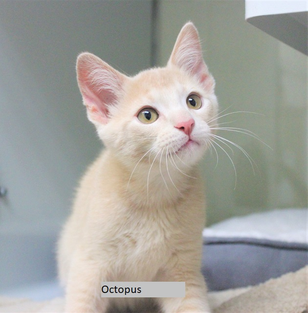 berkeleyhumane's tweet photo. It's MANTA RAY AND OCTOPUS!π
What do an octopus and a manta ray have in common? Why, they are the most adorable group of sea-kittens around. Sounds a little fishy? π Come make an appointment to meet them yourself! https://t.co/xngKK75IWe #adoptablecats #bufftabby https://t.co/Dxxmz2Uunk