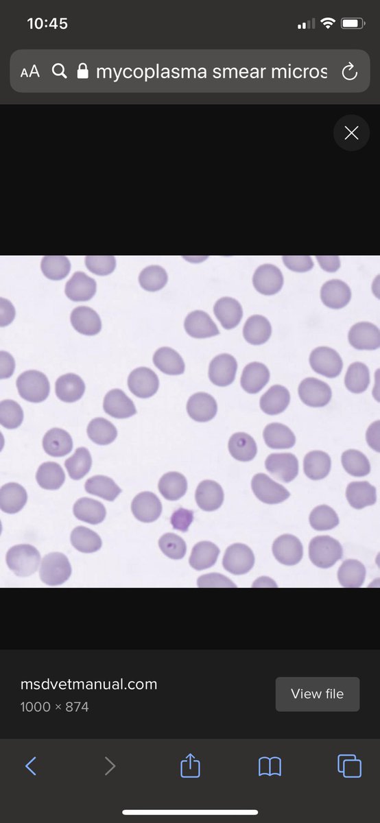 En la mayoría de los casos de COVID-19 el parásito que suele observarse es Mycoplasma. Estás 4 imágenes son de manuales de veterinaria, podemos observar sangre infectada por Mycoplasma.