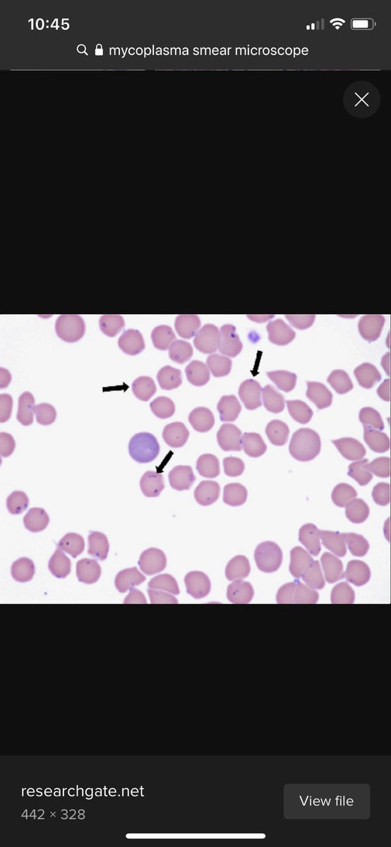 En la mayoría de los casos de COVID-19 el parásito que suele observarse es Mycoplasma. Estás 4 imágenes son de manuales de veterinaria, podemos observar sangre infectada por Mycoplasma.