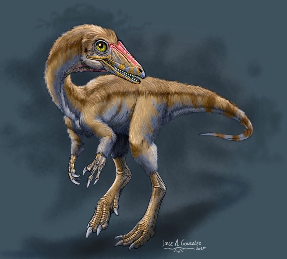 Apaleontologica's tweet photo. En nuestro tercer vivo en Instagram, entre Martin Ezcurra (de @MacnVp) y @JPaleoart realizaron una reconstrucción del pequeño dinosaurio Powellvenator. Y acá les mostramos el resultado. https://t.co/7JQFq1EiRP