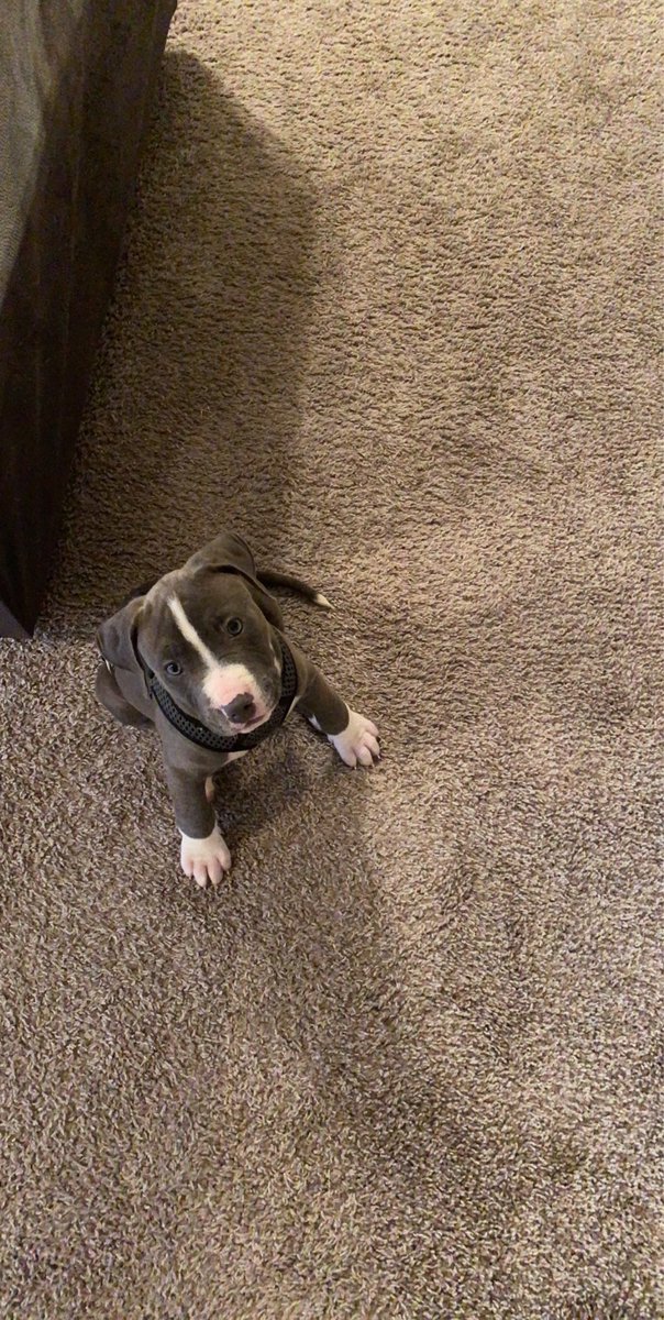 ajaclaireee's tweet photo. Bowie💕 https://t.co/rplAv9qkel