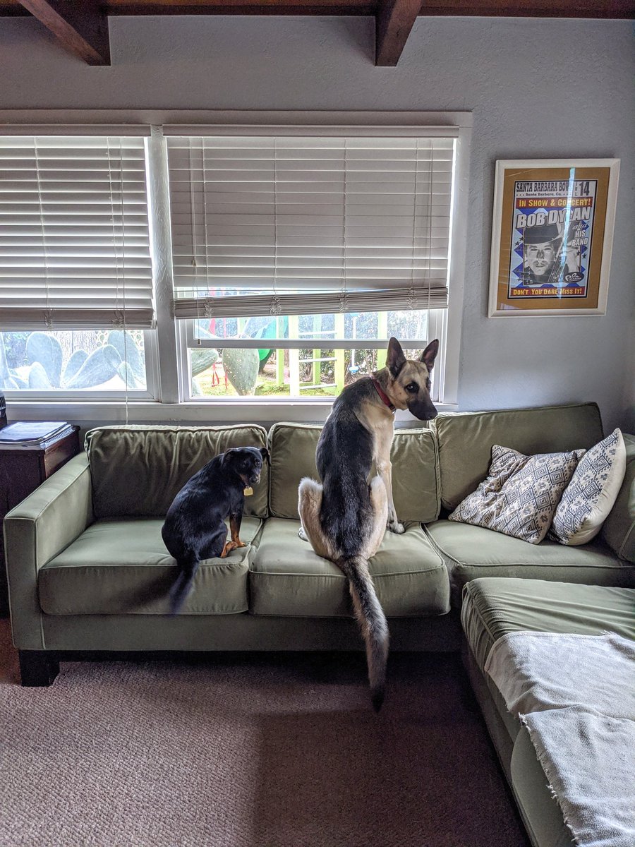 ChurchVision's tweet photo. Office security likes to acknowledge employees upon entry. 

#DogsofTwittter https://t.co/JxsMuPLPcd