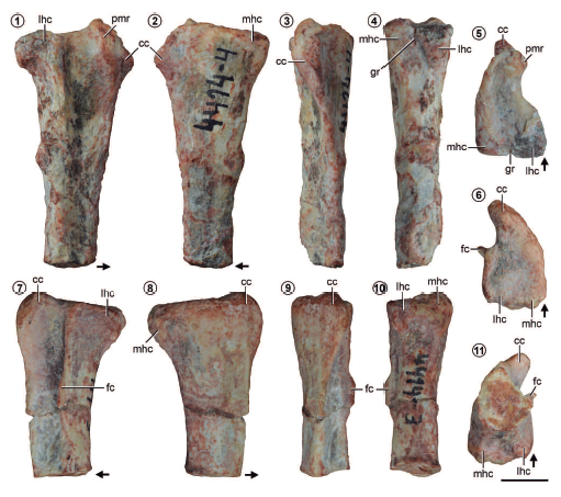 Apaleontologica's tweet photo. Powellvenator podocitus fue un dinosaurio carnívoro del grupo de los Coelophysoidea, del Triásico del Noroeste de Argentina. https://t.co/tq7Gi4w4o4