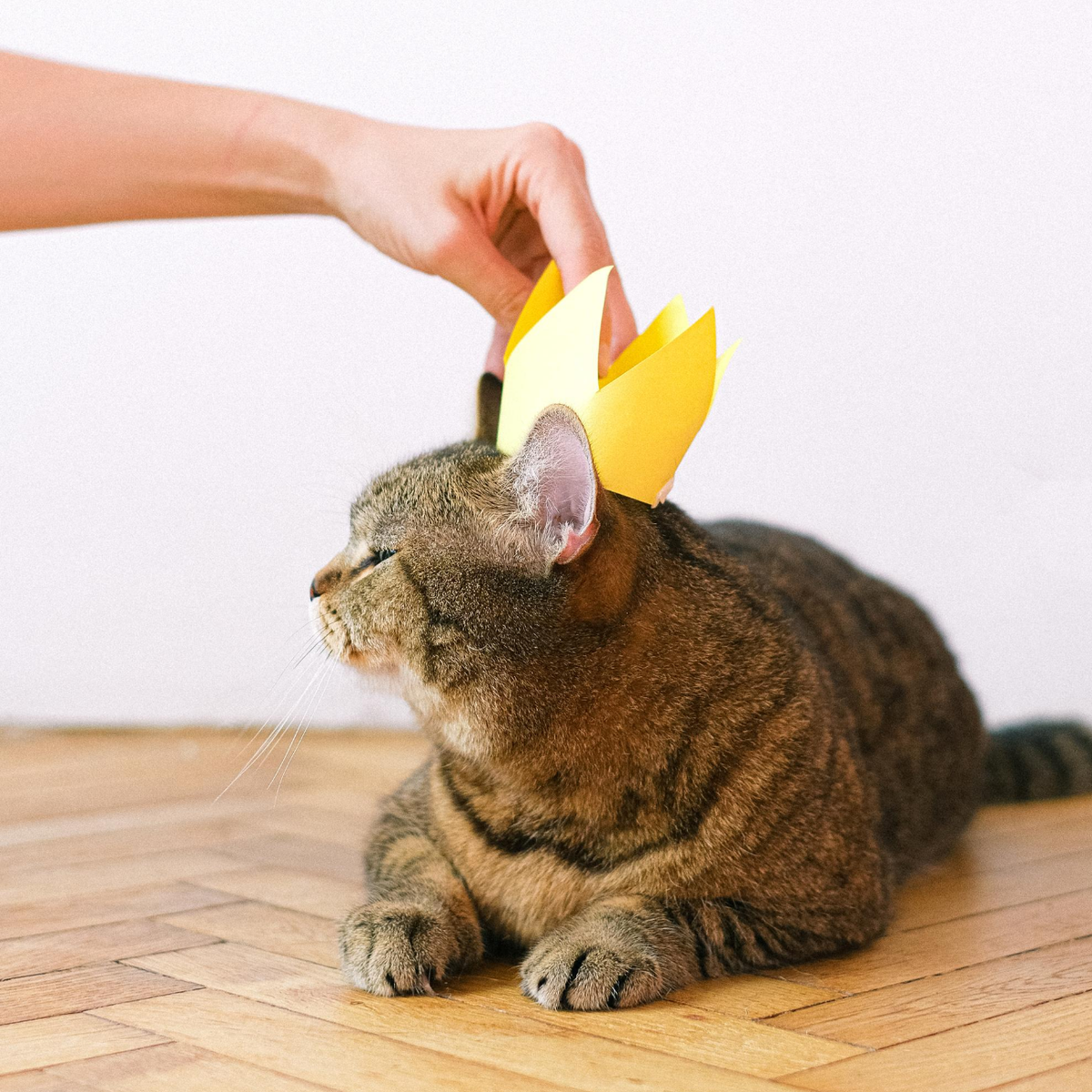 Treat the King (or Queen) of your house like royalty: get them a healthy &amp; sustainable throne to do their business!👑

Learn more about our litter solution that protects your kitty and the planet: ow.ly/Eku550AJfkB
#cat #catlover #kittylitter #catlife #catlady #meow #catmom