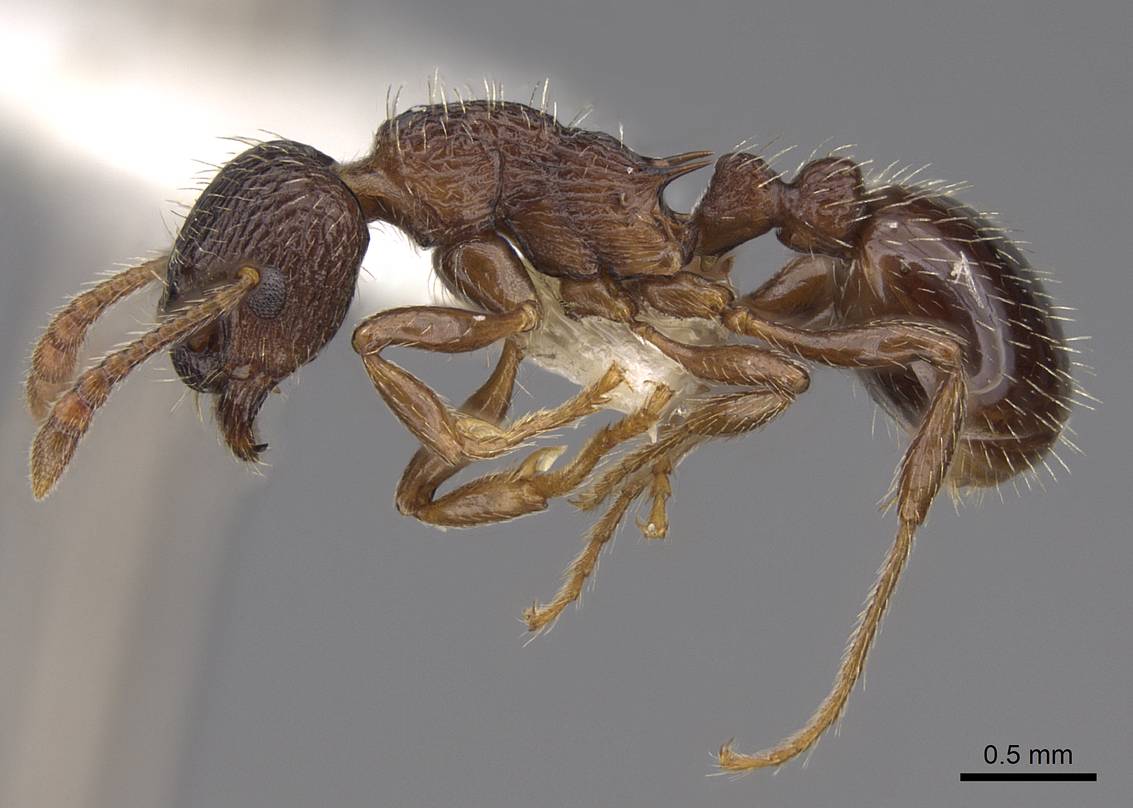 LonginoJack's tweet photo. Genus Myrmica: Cool ants but a headache to figure out species. They all look the same. Worse than Formica! A pocket DNA sequencer would be handy. They mostly like the cool mountain slopes. 3 in our area? I don't trust my identifications.#AntsRule #AntsoftheWasatch #LonginoLab https://t.co/kPBS15BWxP