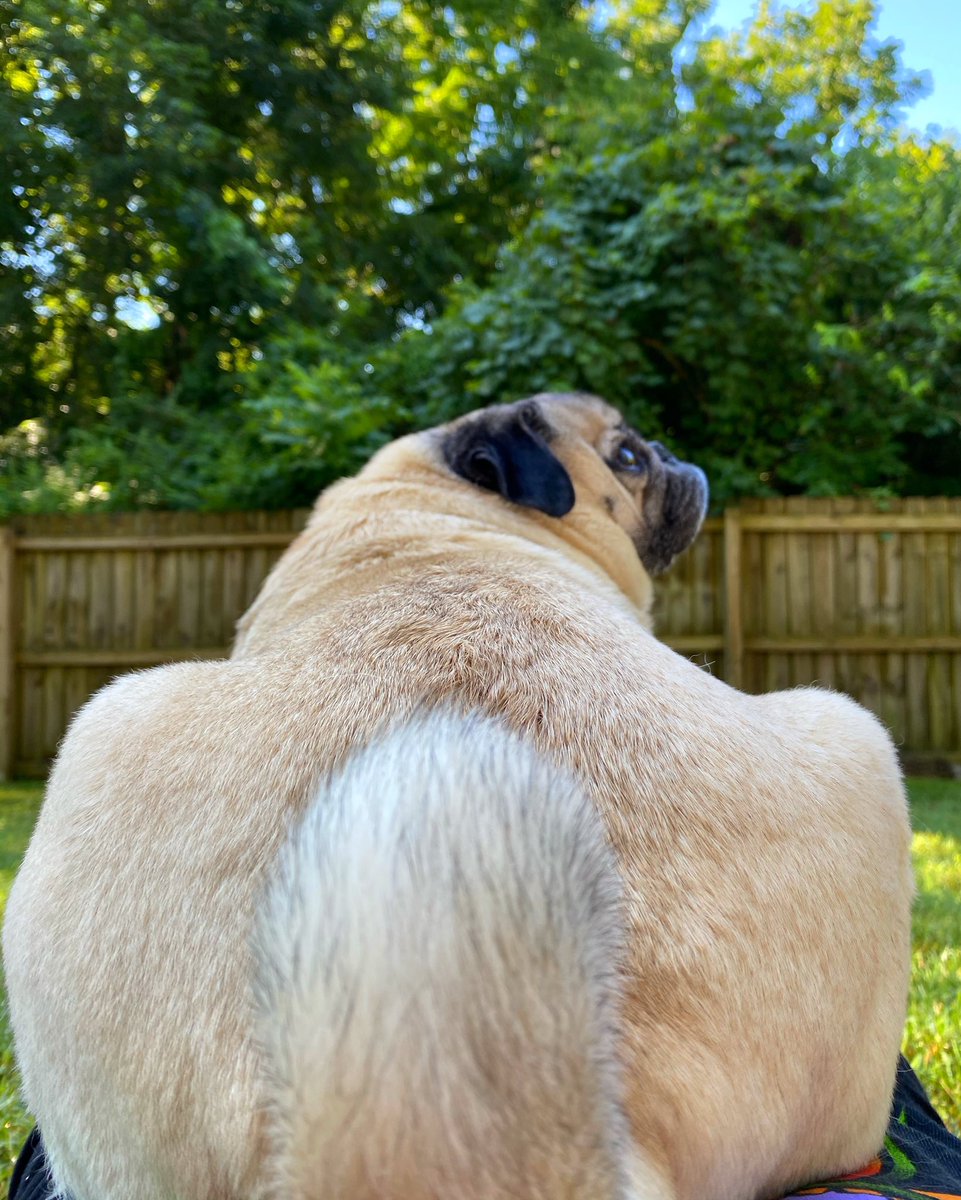 itsdougthepug's tweet photo. RT if u like the view https://t.co/GPyZLdbVwV