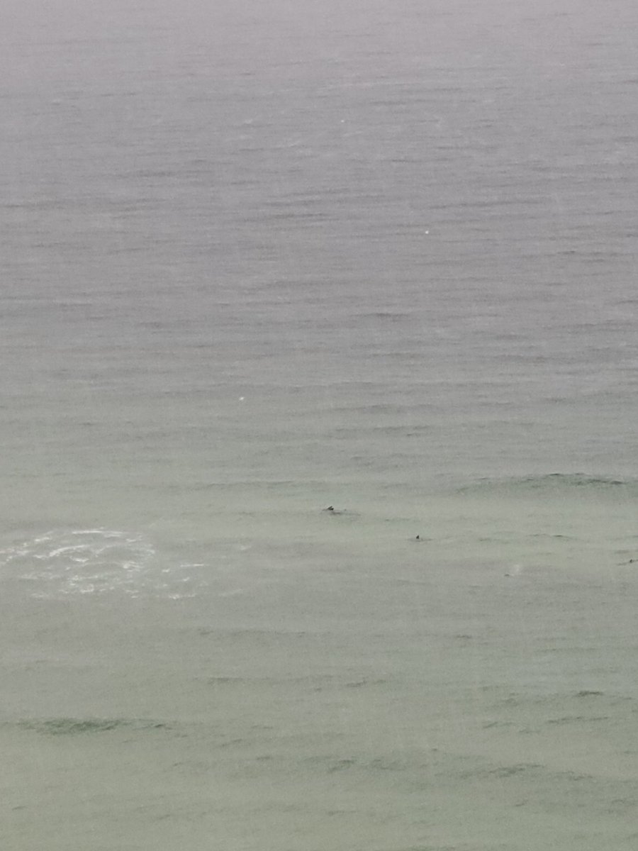 bwarr88's tweet photo. School of dolphins at Orange Beach! Enjoying the rain! @spann @LeeWSFA @WSFA_Amanda https://t.co/fOk8ikOI8Q