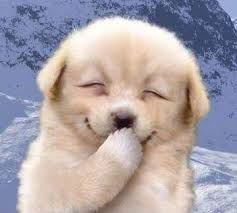 Here is something to bring a smile on your face. Dogs are so cute and wholesome :)))Popular emojis as cute dogs a thread: