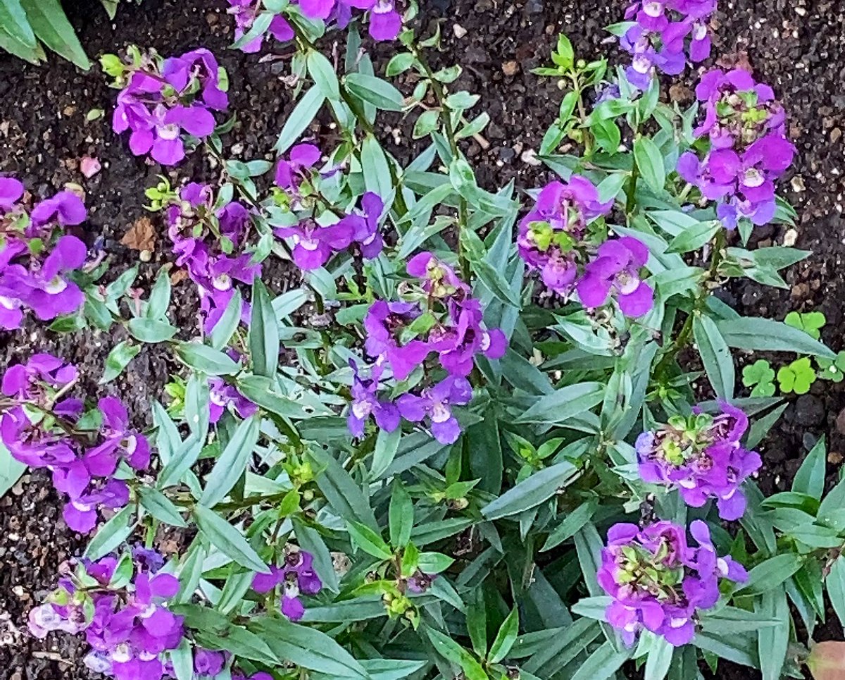 Angeronia Twitter Search