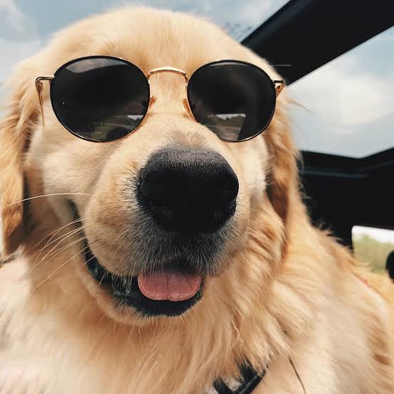 Here is something to bring a smile on your face. Dogs are so cute and wholesome :)))Popular emojis as cute dogs a thread: