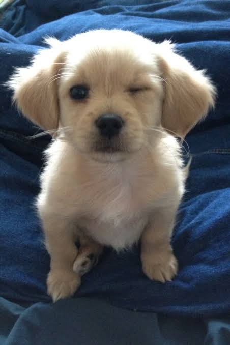 Here is something to bring a smile on your face. Dogs are so cute and wholesome :)))Popular emojis as cute dogs a thread: