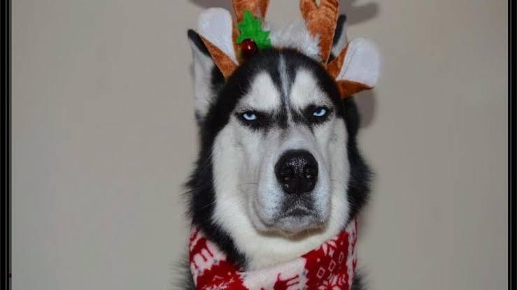 Here is something to bring a smile on your face. Dogs are so cute and wholesome :)))Popular emojis as cute dogs a thread: