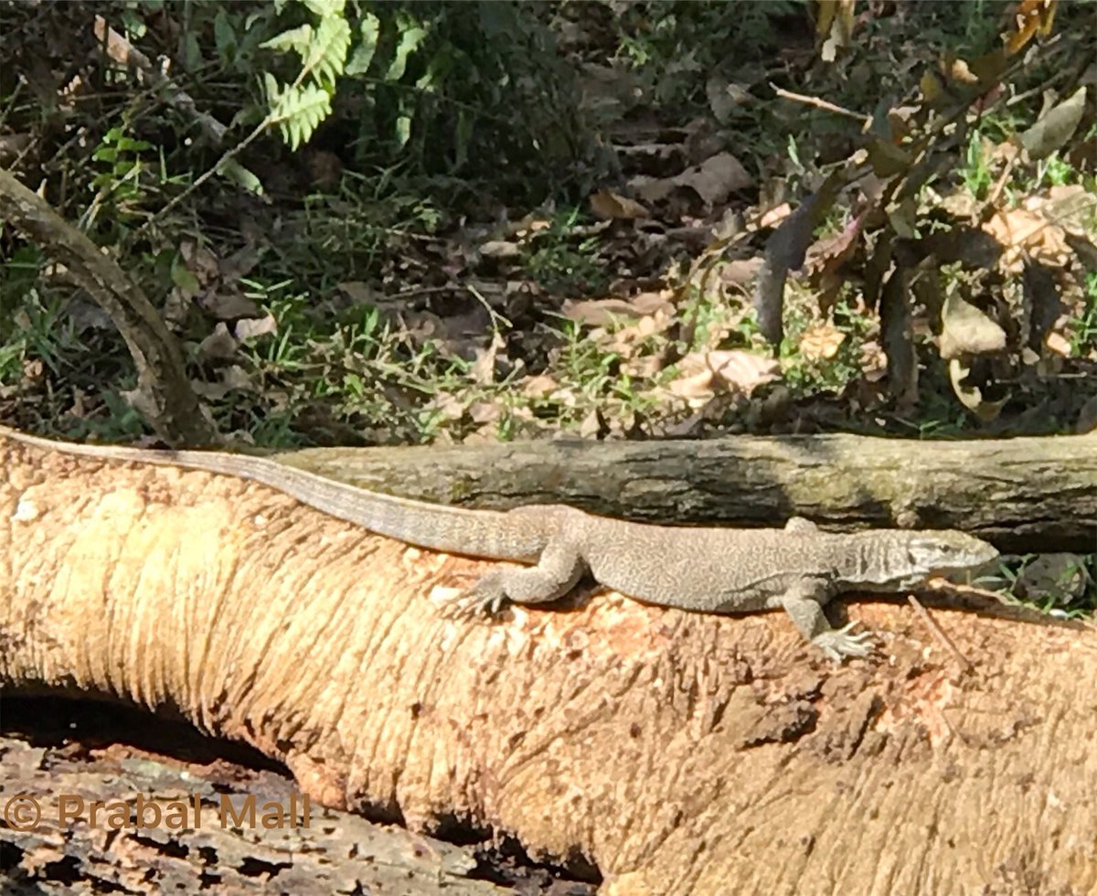 @iam_Pirai Here is another resident of Pobitora Wildlife Sanctuary, Mayong, Morigaon, Assam, India.
Pic from my last visit to Pobitora, near the famous #MagicVillageMayong of Assam!
#JustNaturePM
#Iphonography https://t.co/8YYLTbQo3p