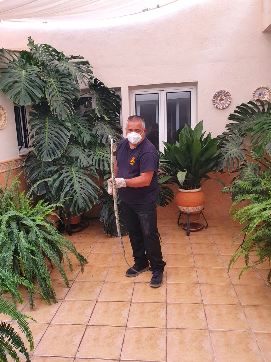 🚨 <a href="/PCivil_Totana/">Protección Civil</a> captura una serpiente, de 1,7 metros, en el patio de una vivienda de la calle San Antonio #Totana. 
Los vecinos han avisado a la Policía Local de la existencia del reptil para su retirada del domicilio y traslado a la montaña. 🐍
#JuntosSaldremosAdelante