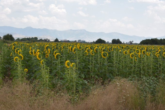 sanjaqwe's tweet photo. #Macedonia сончоглед се врти по парите  5 од дуи и 4 од ВМРО ДПМНЕ ќе прешле кај Зајо https://t.co/nTVQi9VRJZ