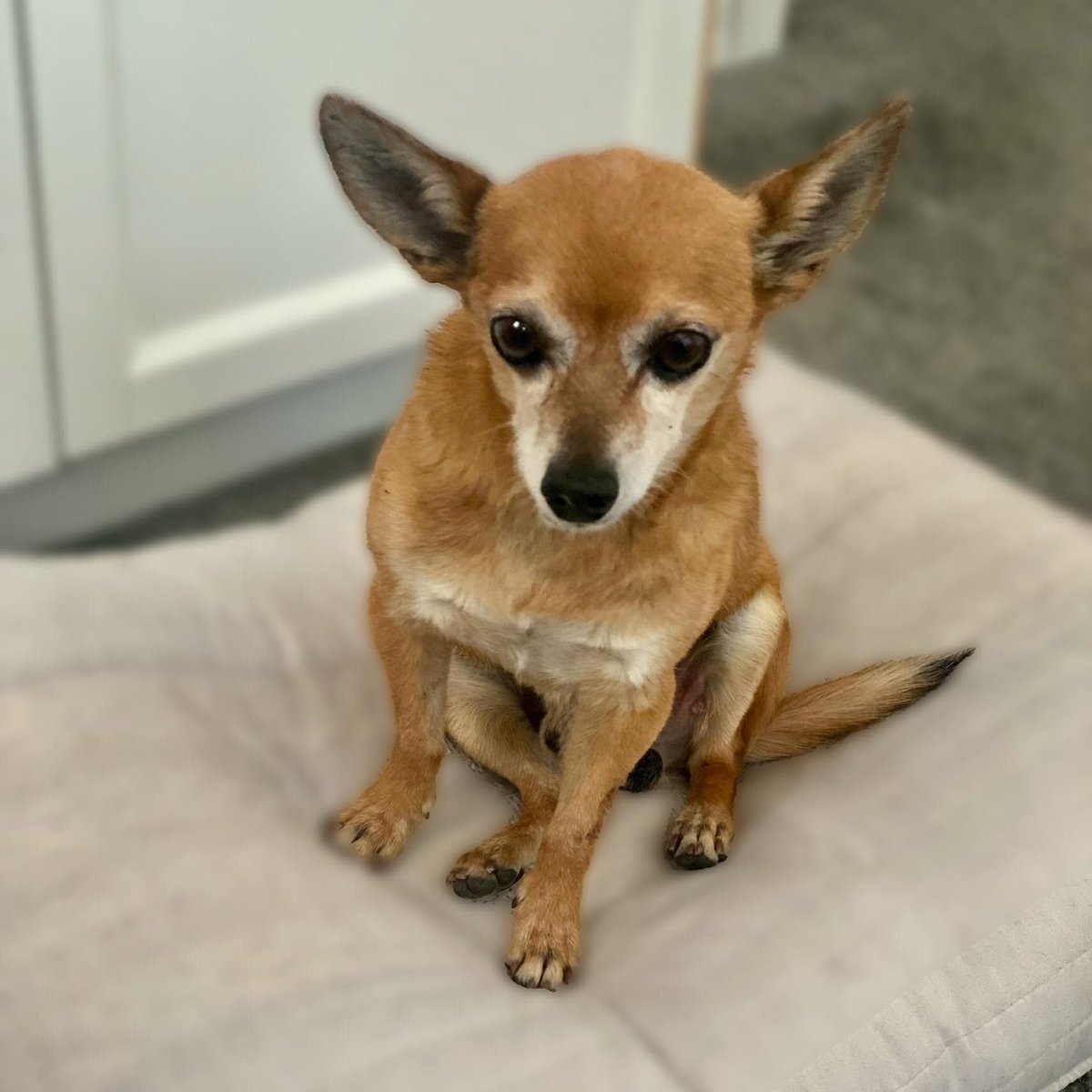 HAVLV's tweet photo. Meet little Arthur! 10(ish) years old and looking for a loving family. Good with dogs and calm kitties. He loves to cuddle! info@heartsalivevillage.org for more info. #adoptabledog #animalrescue #LasVegas #Chihuahua https://t.co/3HwVP2wrvh