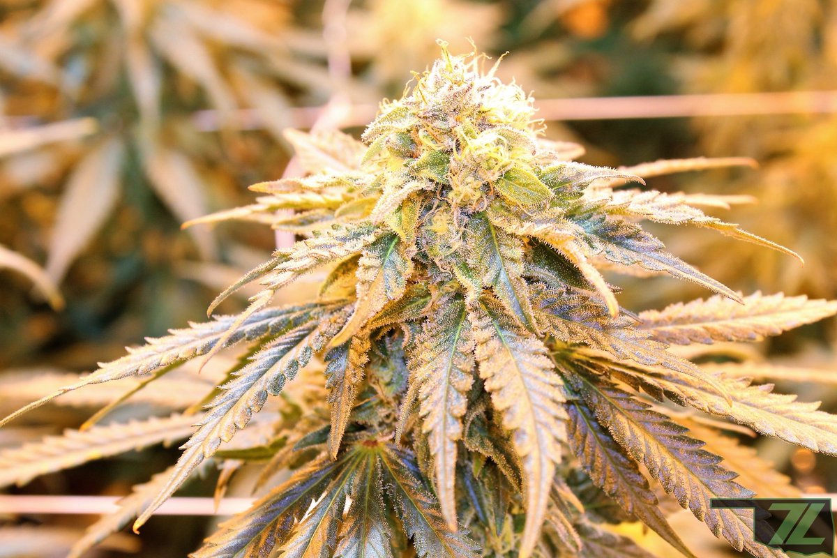7Leafok's tweet photo. We can all agree Mac and Sin Mac are amazing, so it only makes sense we would get some Blue Mac growing too!
-
-
-
#7leafok #oklahomagrowncannabis #tulsacannabiscommunity #cannabissociety #medicalmarijuana #dailycannabis #mac #marijuanamovement #marijuanagrowers https://t.co/QzXenlt8gm
