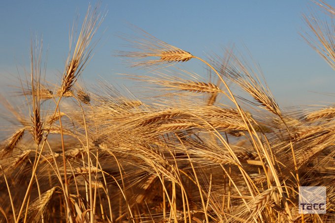 Russia's tweet photo. 🌾This summer 🇷🇺#Crimean farmers have already harvested a million tons of grain. It is 3⃣ times more than the amount the #Russian region needs. The impressive result was reached in spite of prolonged☀️dry weather. The agricultural producers from 🇷🇺#Crimea work hard! #GoodNews https://t.co/9ypF5GOMNX