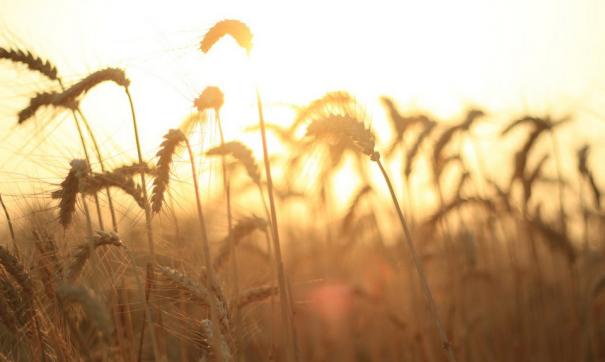 Russia's tweet photo. 🌾This summer 🇷🇺#Crimean farmers have already harvested a million tons of grain. It is 3⃣ times more than the amount the #Russian region needs. The impressive result was reached in spite of prolonged☀️dry weather. The agricultural producers from 🇷🇺#Crimea work hard! #GoodNews https://t.co/9ypF5GOMNX