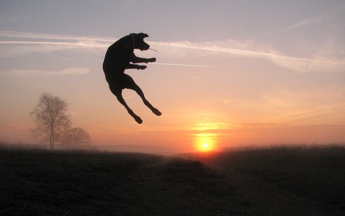 pointercross's tweet image. Mum checking some old pics. This was a morning I jumped like this at least 80 times. Mum liked the flying dog with the cool sky and sun 😊😉