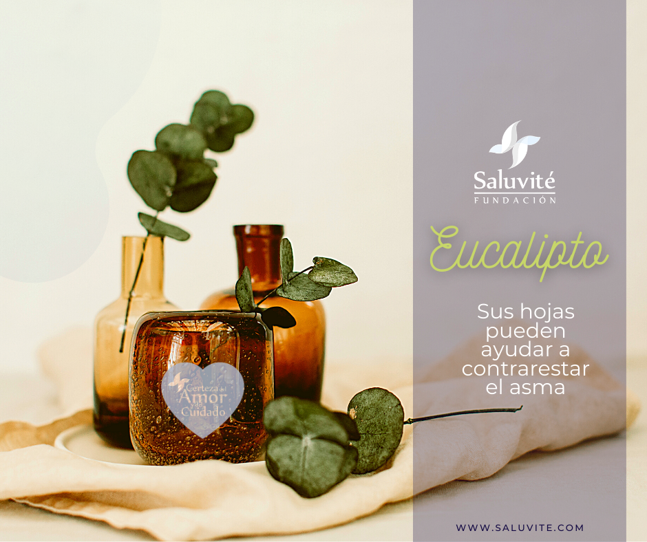 funSaluvite's tweet photo. 🍀 🍵 El #Eucalipto es comunmente usado como remedio natural para combatir afecciones bronquiales como el #asma.  Algunas personas, pueden usar esta #plantamedicinal,adicionalmente a su tratamiento médico. IMPORTANTE: Consulte previamente con su médico tratante. 

#autocuidado https://t.co/r5Vr6SszLd