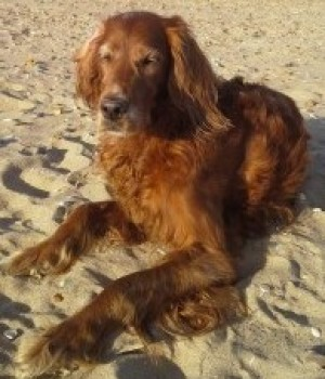 millypod1's tweet photo. 🌈Sadly Amber didn't make it home and has gone to Rainbow Bridge. Run free Little one.xx😢

22 JULY 2020. AMBER #Lost #ScanMe
OLDER Red Setter Cross Female
Thornham Marsh #Thornham #Norfolk #PE36
Lost 1pm in the direction of the village from the marsh.
https://t.co/owbtWZt969 https://t.co/kKFCRCAieM