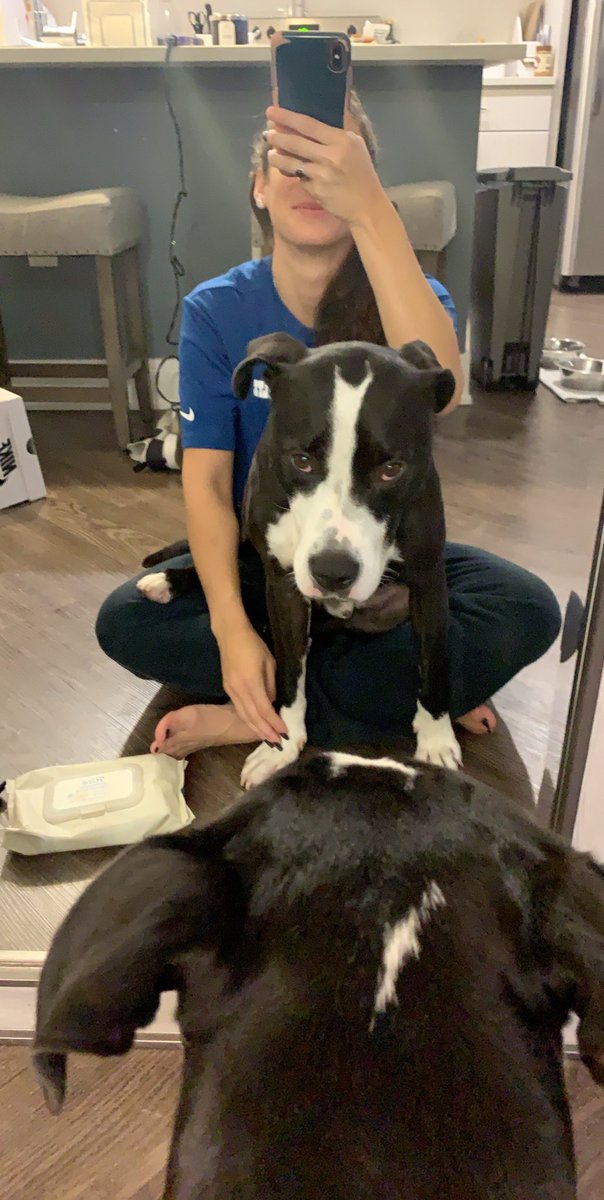 TaylorTannebaum's tweet photo. This is Iroh, he’s 5 years old &amp; I’m fostering him.

Once he knows you, he LOVES you &amp; doesn’t leave your side. He loves to snuggle, play with toys &amp; lay in the park. I’m obsessed with him.

Iroh has been through A LOT. Because of that, he’s very skeptical of people. (Continued) https://t.co/TR0JuAzQwJ