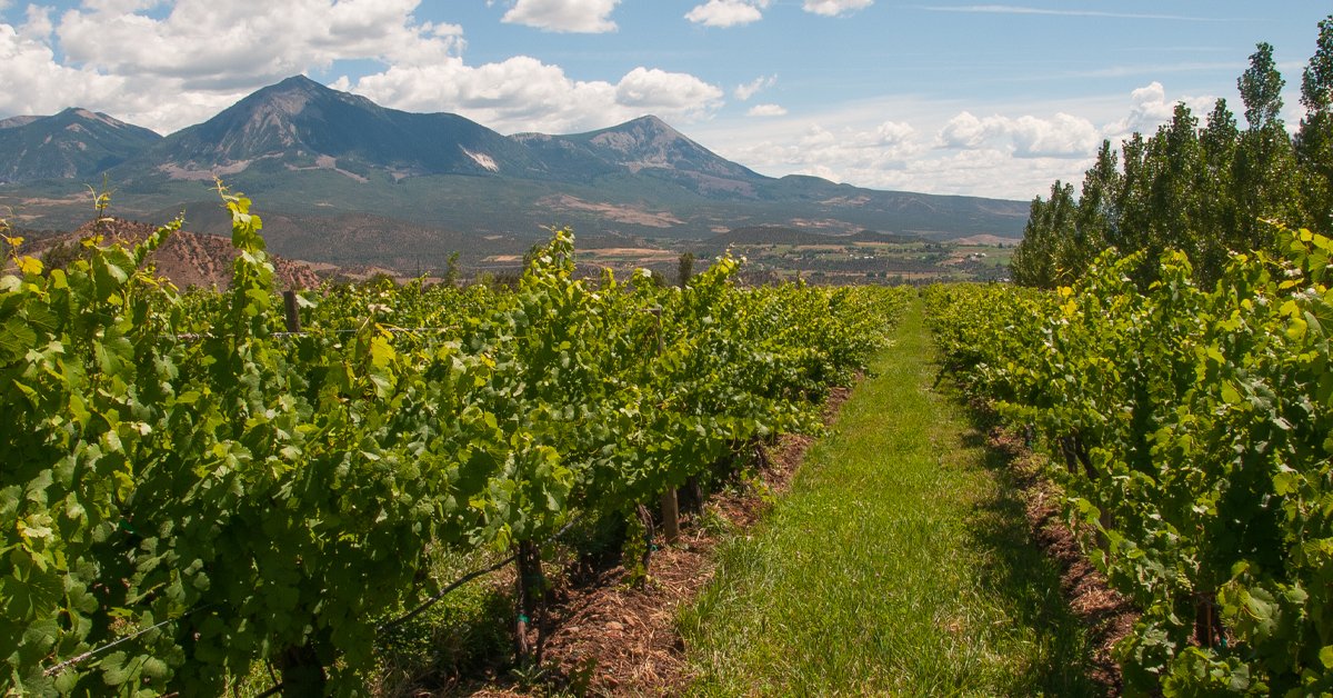 westelksava's tweet photo. The 2020 West Elks Wine Trail is this weekend, Aug 1-2! The wineries of the West Elks invite you to enjoy the best of Colorado’s world class wine in spacious, uncrowded settings throughout the North Fork Valley. #westelkswinetrail https://t.co/UqUKpLmiEG
