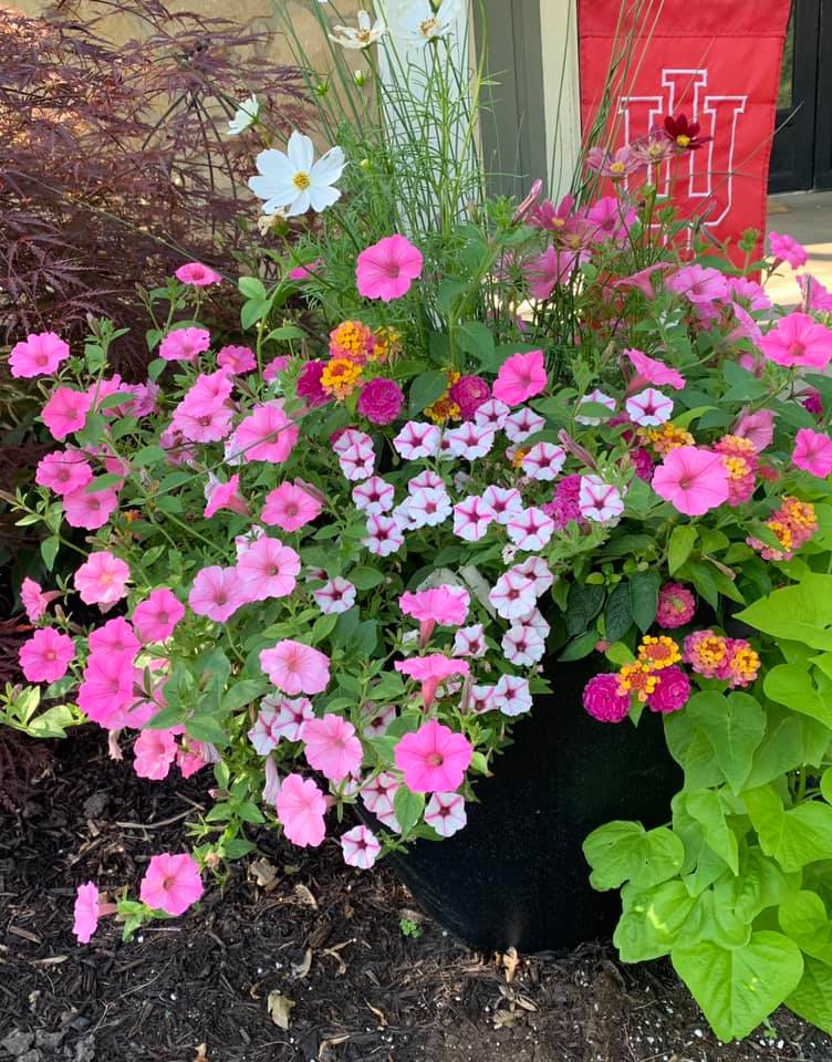 🌿🌺🌿 “We have loved our planter this year. With the 85 degree sunny days the flowers look amazing. I am adding water once a week and so pleased with the growth of the plants!”

– Shelli S. Noblesville, IN