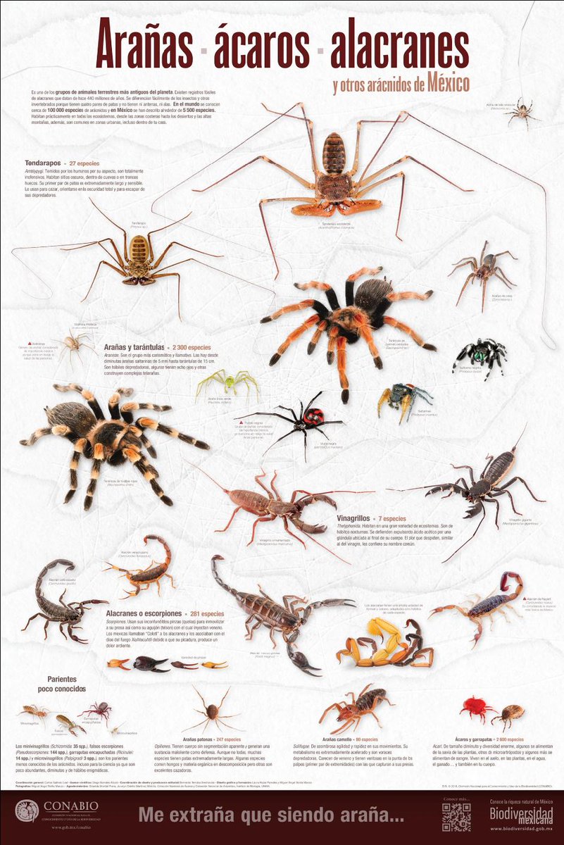 CONABIO's tweet photo. Arañas - Ácaros - Alacranes y otros arácnidos de México. 

Es uno de los grupos de animales terrestres más antiguos del planeta. Existen registros fósiles de alacranes que datan de hacer 440 millones de años. 
Mira éste y otros carteles en alta resolución https://t.co/6YAAxwNKk5 https://t.co/BRvF8c9clO