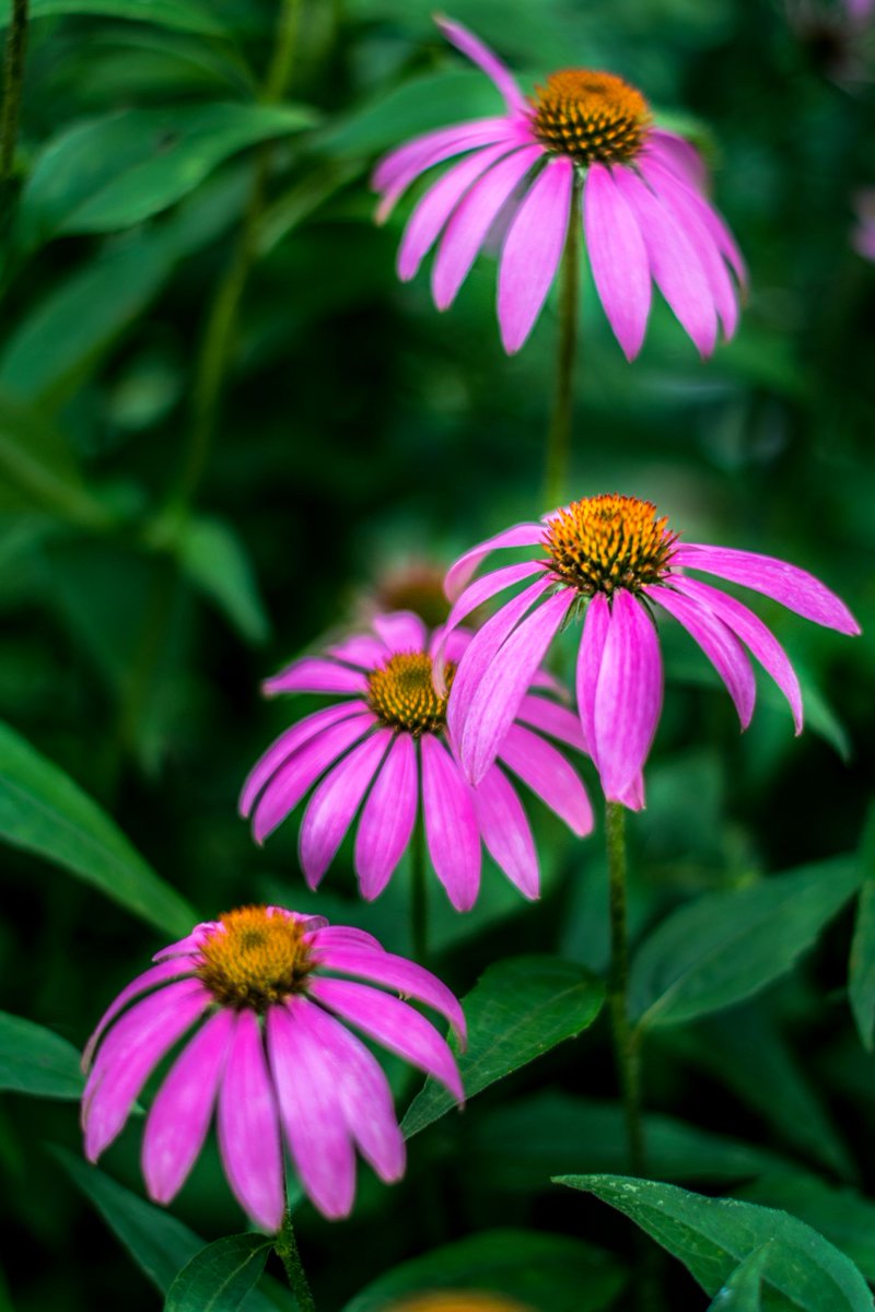 Beaver Creek Reserve tweet media