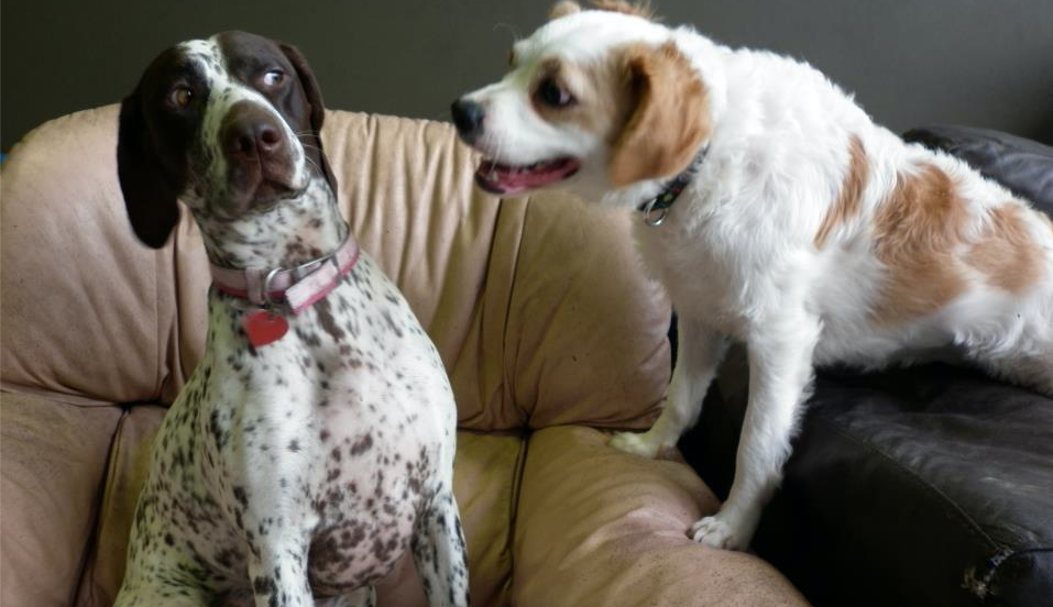 Lubbock Small Animal Emergency Clinic (lubbocksaec) Twitter