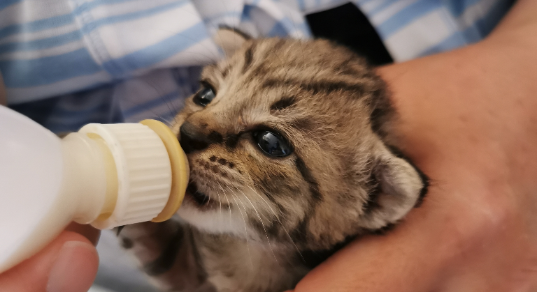 pact_sanctuary's tweet photo. From teeney tiny, to mini cats 😻
#kittenlady #handrear #kittens #savelivesneuter
Forest 🐱 https://t.co/Tg6bjUoXAP
