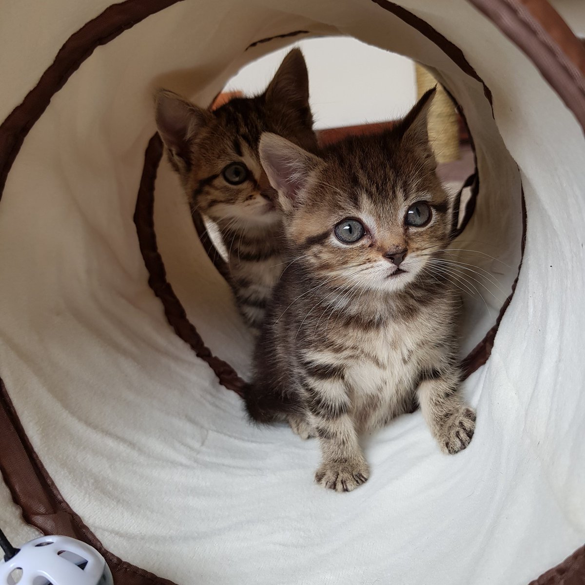 jomoss3024's tweet photo. #fosterkittens #CutenessOverload #rescuekittens https://t.co/l6ep3ZvPFK